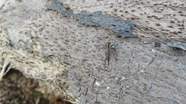 Bir soyguncu tek başına uçar ve yüzeyde dinlenir.