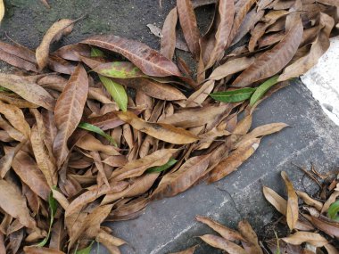 Kurumuş yaprakların yüzeyine bakıyorum..