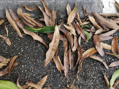 Kurumuş yaprakların yüzeyine bakıyorum..