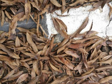 Kurumuş yaprakların yüzeyine bakıyorum..