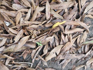 Kurumuş yaprakların yüzeyine bakıyorum..