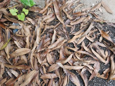 Kurumuş yaprakların yüzeyine bakıyorum..