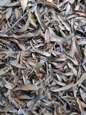 Kurumuş yaprakların yüzeyine bakıyorum..