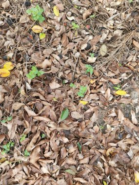 Kurumuş yaprakların yüzeyine bakıyorum..