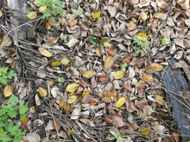 Kurumuş yaprakların yüzeyine bakıyorum..