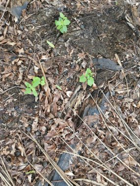 Kurumuş yaprakların yüzeyine bakıyorum..