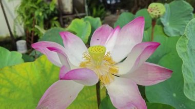 Güzel pembe yapraklar Nelumbo nucifera çiçeği. 