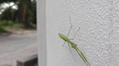 Peygamber devesi dini beyaz beton duvara tırmanıyor..