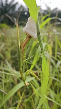 Mantis religiosa laying eggs into foamy egg case on the cogongrass long leaves. clipart