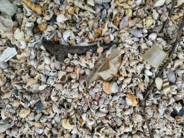 diversity of dried seashells texture found on the surface of the sandy beach. clipart