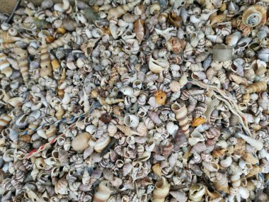 diversity of dried seashells texture found on the surface of the sandy beach. clipart