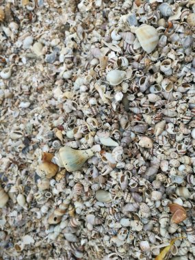 Kurumuş deniz kabuğu dokusunun çeşitliliği kumsalın yüzeyinde bulunur..
