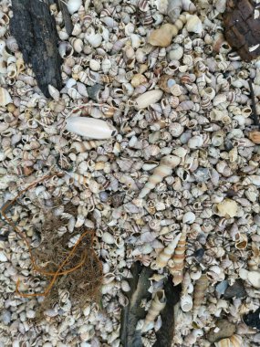 Kurumuş deniz kabuğu dokusunun çeşitliliği kumsalın yüzeyinde bulunur..