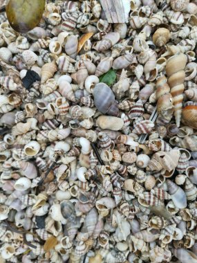 diversity of dried seashells texture found on the surface of the sandy beach. clipart