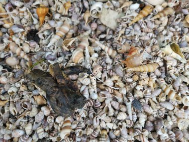 Kurumuş deniz kabuğu dokusunun çeşitliliği kumsalın yüzeyinde bulunur..