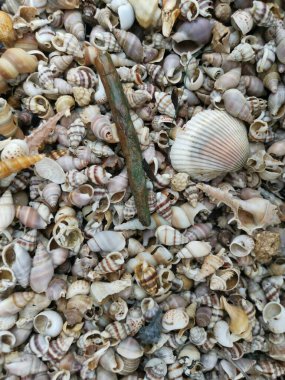 diversity of dried seashells texture found on the surface of the sandy beach. clipart