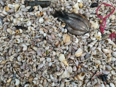 Kurumuş deniz kabuğu dokusunun çeşitliliği kumsalın yüzeyinde bulunur..