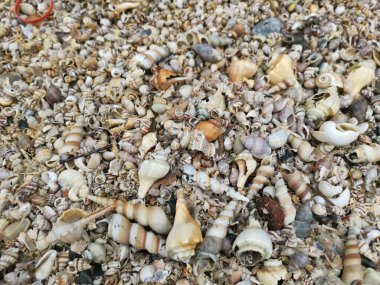 Kurumuş deniz kabuğu dokusunun çeşitliliği kumsalın yüzeyinde bulunur..