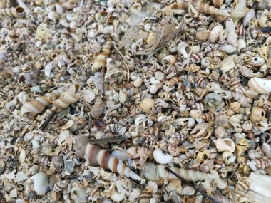 diversity of dried seashells texture found on the surface of the sandy beach. clipart