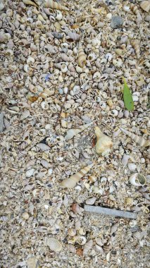 Kurumuş deniz kabuğu dokusunun çeşitliliği kumsalın yüzeyinde bulunur..