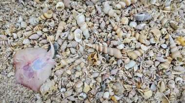 Kurumuş deniz kabuğu dokusunun çeşitliliği kumsalın yüzeyinde bulunur..