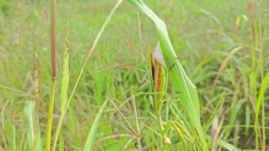 Peygamber devesi, uzun kogonot yapraklarının üzerine yumurtalarını köpüklü yumurta kabına bırakıyor..