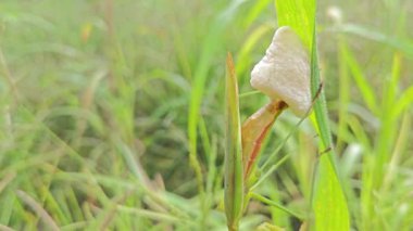 Peygamber devesi, uzun kogonot yapraklarının üzerine yumurtalarını köpüklü yumurta kabına bırakıyor..