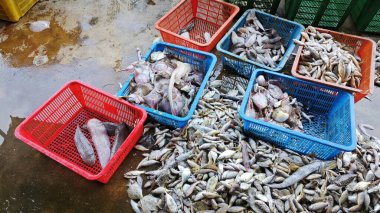 Yerde taze deniz balıklarıyla dolu konteynerler..