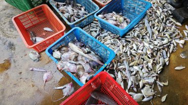 containers filled with fresh sea fishes on the floor. clipart