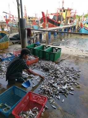 Perak, Malezya. 3 Aralık 2024: Karmaşık balık yığınından farklı balık yığınlarını ayıran bir balıkçı, Pantai Remis Balıkçılık İskelesi 'ndeki perspektif sepetlerine giriyor.