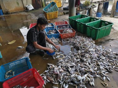 Perak, Malezya. 3 Aralık 2024: Karmaşık balık yığınından farklı balık yığınlarını ayıran bir balıkçı, Pantai Remis Balıkçılık İskelesi 'ndeki perspektif sepetlerine giriyor.