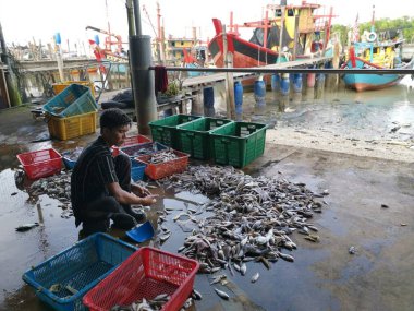 Perak, Malezya. 3 Aralık 2024: Karmaşık balık yığınından farklı balık yığınlarını ayıran bir balıkçı, Pantai Remis Balıkçılık İskelesi 'ndeki perspektif sepetlerine giriyor.