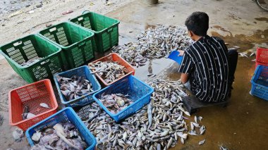 Perak,Malaysia.December 3,2024: A fisherman separating different fishes from the pile of mixed up fishes into it perspective baskets at Pantai Remis Fishing Dock. clipart