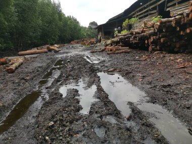 Mangrov 'un çevresindeki ıslak ve çamurlu çevre manzaraları. Güneşi kurutan odunlar açık alan..