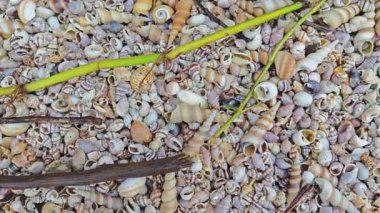 Kurumuş deniz kabuğu dokusunun çeşitliliği kumsalın yüzeyinde bulunur..