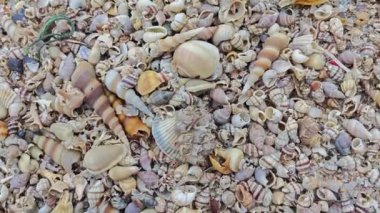 Kurumuş deniz kabuğu dokusunun çeşitliliği kumsalın yüzeyinde bulunur..