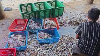 Perak, Malezya. 3 Aralık 2024: Karmaşık balık yığınından farklı balık yığınlarını ayıran bir balıkçı, Pantai Remis Balıkçılık İskelesi 'ndeki perspektif sepetlerine giriyor.