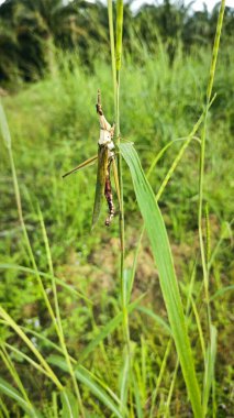 slant-faced grasshopper hanging on the chloris grass.  clipart