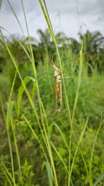 slant-faced grasshopper hanging on the chloris grass.  clipart