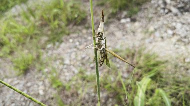 Klorlu çimenlerde asılı çekiç suratlı çekirge.. 