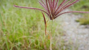 İnce çim peygamber devesi, kuş tüyü parmak çimlerine tırmanıyor..
