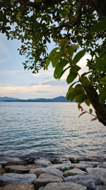 Deniz kenarındaki akşam mavi gökyüzüne bakıyorum koyu yapraklı yapraklı ön planda..