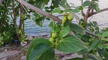 Cordia alt kordonun dalında bir küme meyvesi.