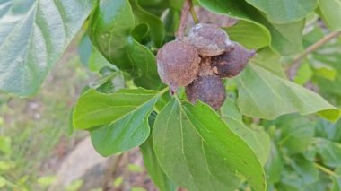 Cordia alt kordonun dalında bir küme meyvesi.