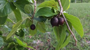 Cordia alt kordonun dalında bir küme meyvesi.