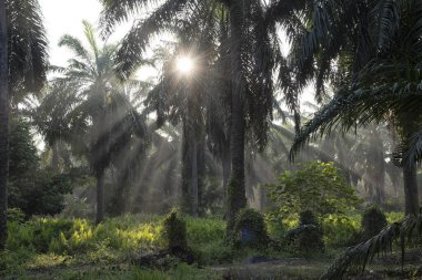 Güneş ışığının parlak manzarası palmiye yağı çiftliğine ışıldıyor.. 