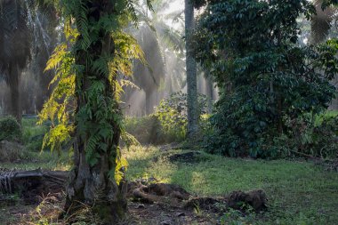 Güneş ışığının parlak manzarası palmiye yağı çiftliğine ışıldıyor.. 