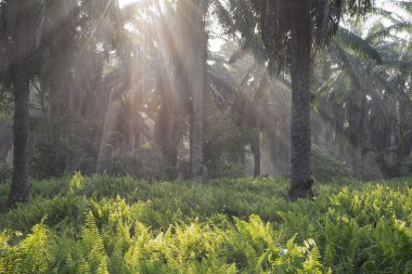 Güneş ışığının parlak manzarası palmiye yağı çiftliğine ışıldıyor.. 