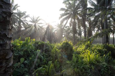 Güneş ışığının parlak manzarası palmiye yağı çiftliğine ışıldıyor.. 