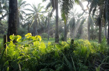 Güneş ışığının parlak manzarası palmiye yağı çiftliğine ışıldıyor.. 